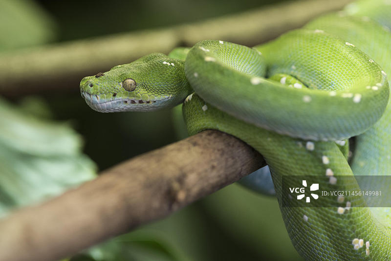 绿树蟒特写图片素材