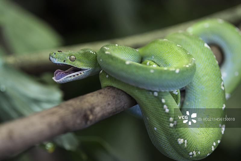 绿树蟒特写图片素材