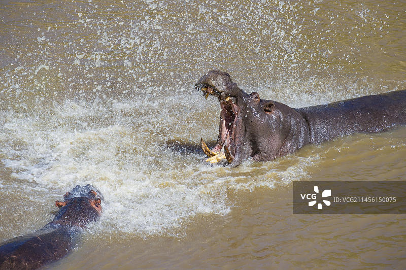 河马、非洲野生动物卡通矢量插画设计图片素材