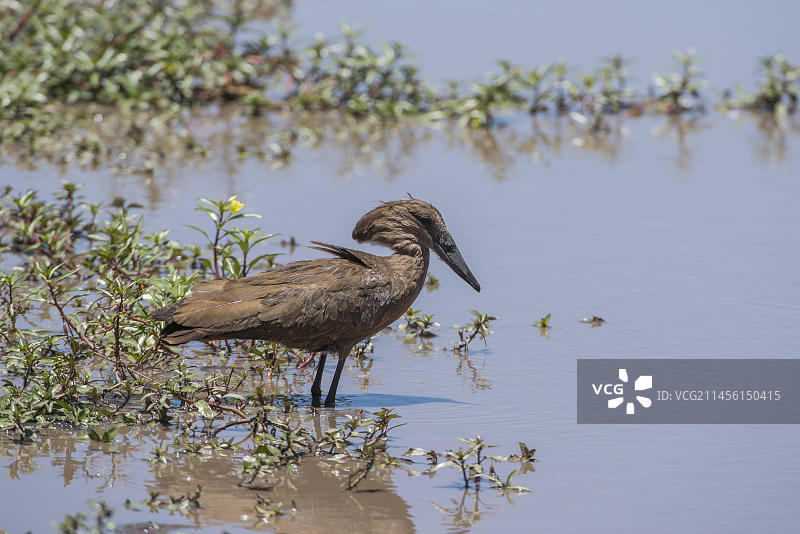 非洲博茨瓦纳：锤头鹳图片素材