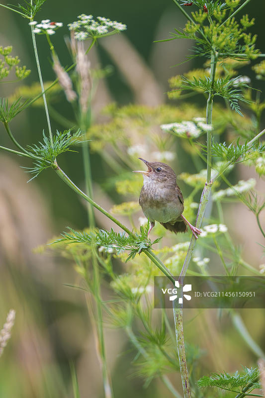 河柳莺在歌唱图片素材
