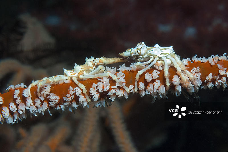 太平洋雅浦岛，缠绕的铁丝珊瑚上的一对铁丝珊瑚虾图片素材
