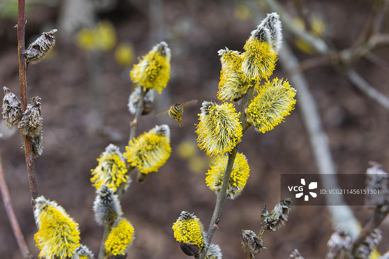 蜜蜂在阳光下采集柳絮花蜜图片素材