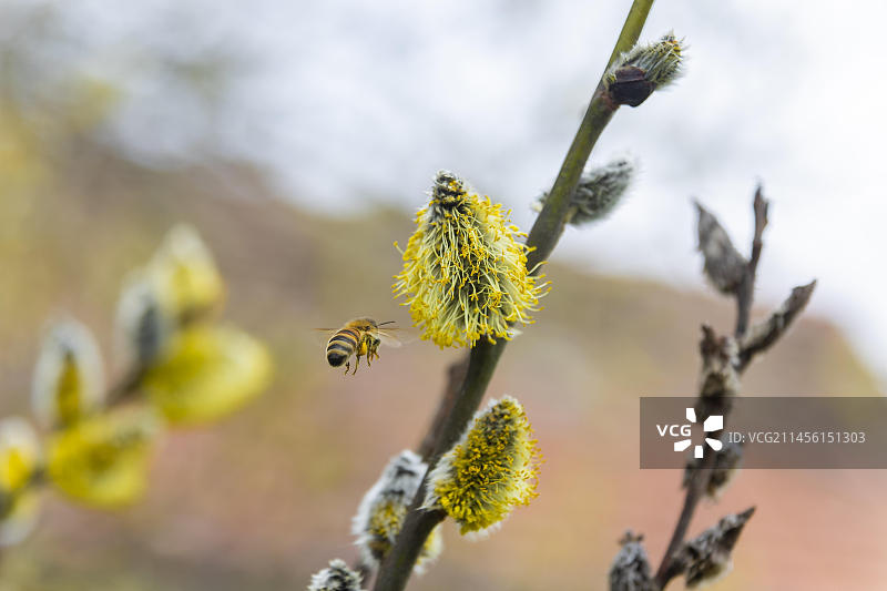 蜜蜂在阳光下采集柳絮花蜜图片素材