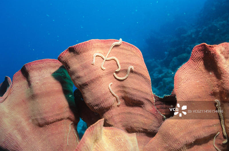 红色海绵，澳大利亚珊瑚海，大洋洲图片素材