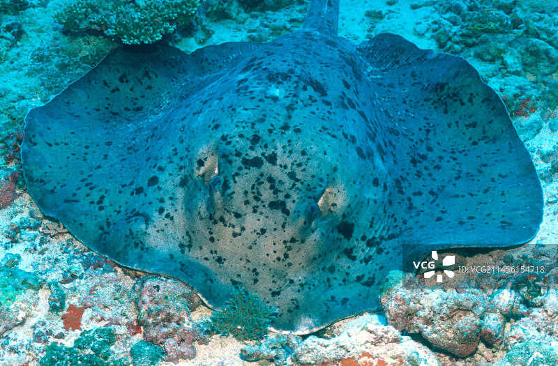 大型黄貂鱼图片素材