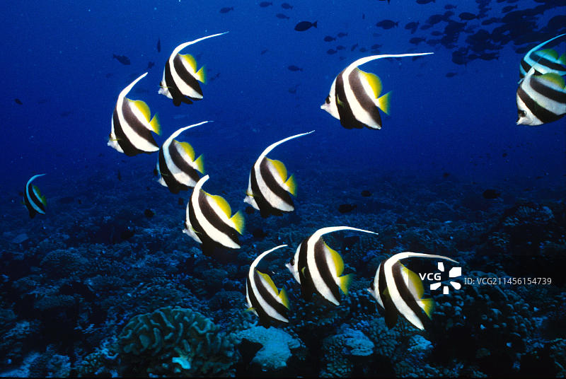 banner鱼群图片素材