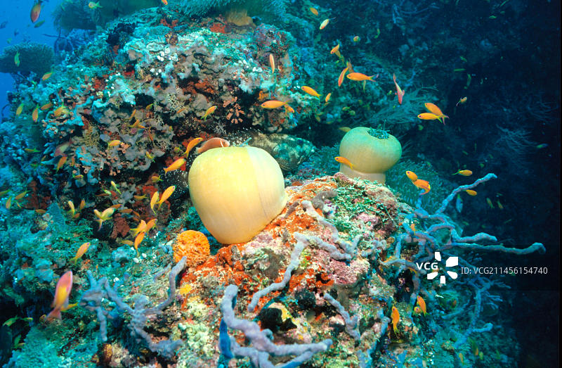 黄色壮丽海葵与海葵鱼图片素材