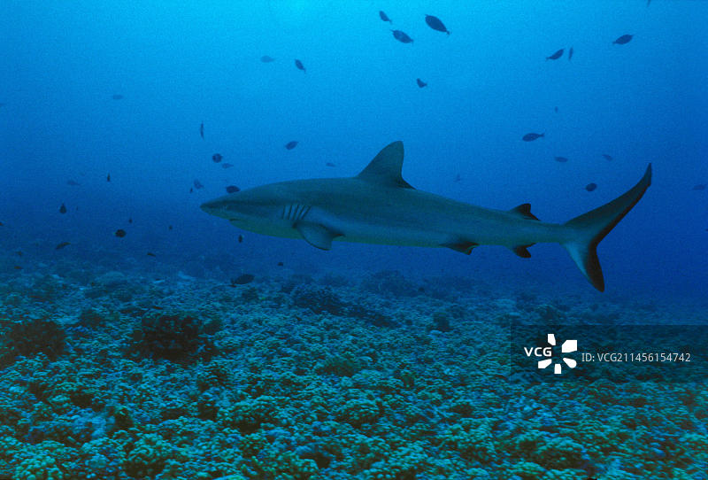鲨鱼，鲨鱼，波利尼西亚图片素材