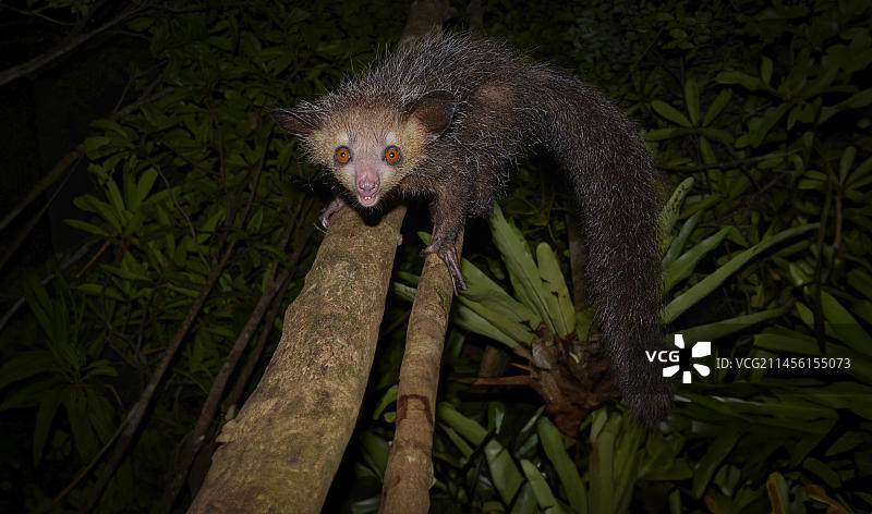 马达加斯加岛东部低地雨林中的指猴图片素材