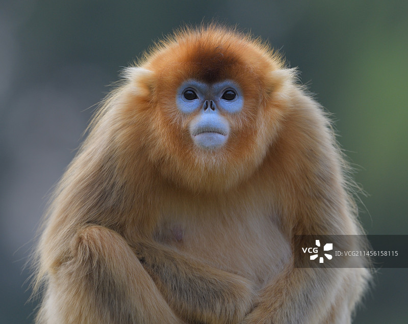 川金丝猴母猴肖像图片素材