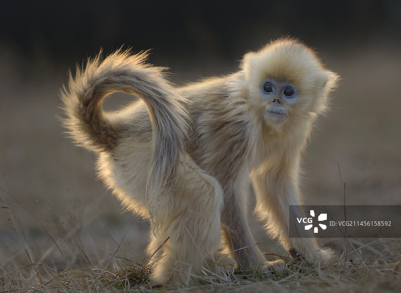 川金丝猴小猴肖像图片素材