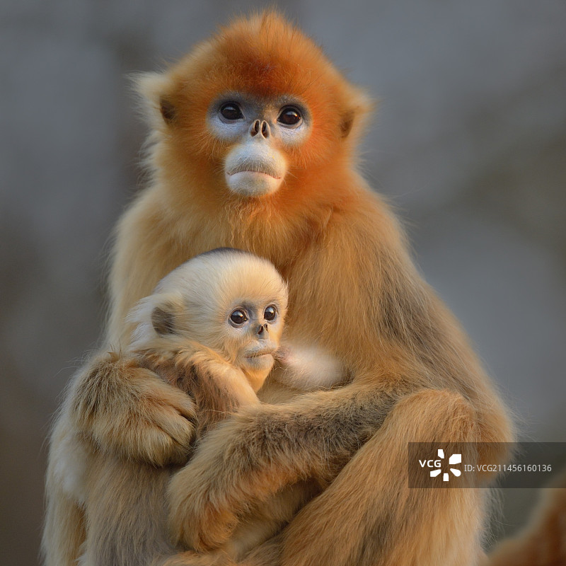 川金丝猴母子图片素材