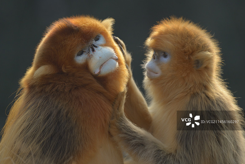 川金丝猴夫妇图片素材