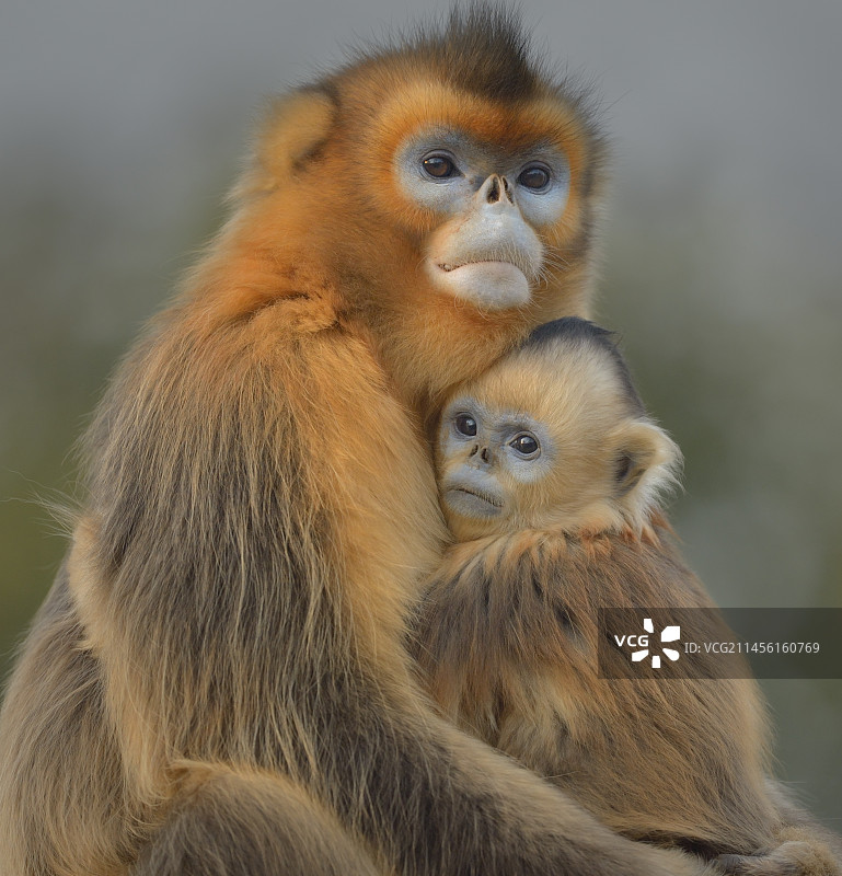 川金丝猴母子图片素材