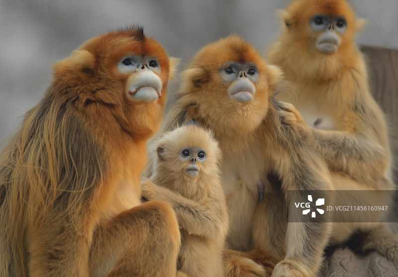 四个川金丝猴图片素材