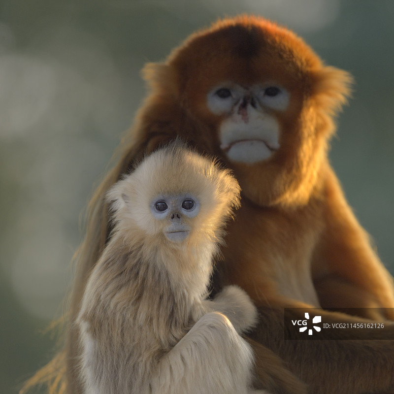 川金丝猴父子图片素材