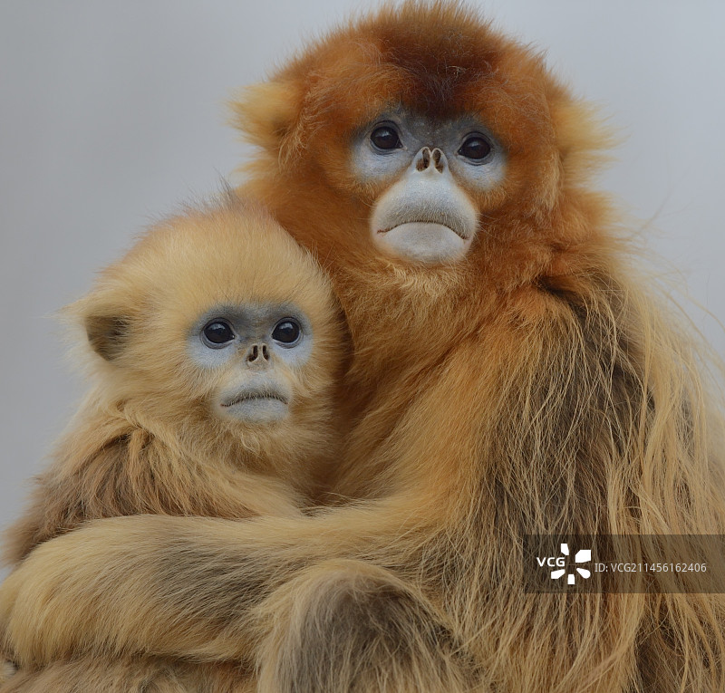 川金丝猴母子图片素材