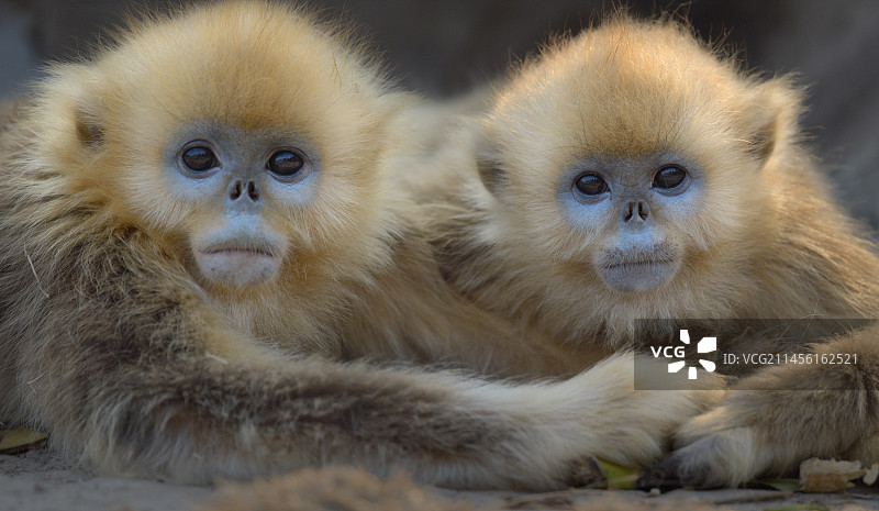 二个小川金丝猴图片素材