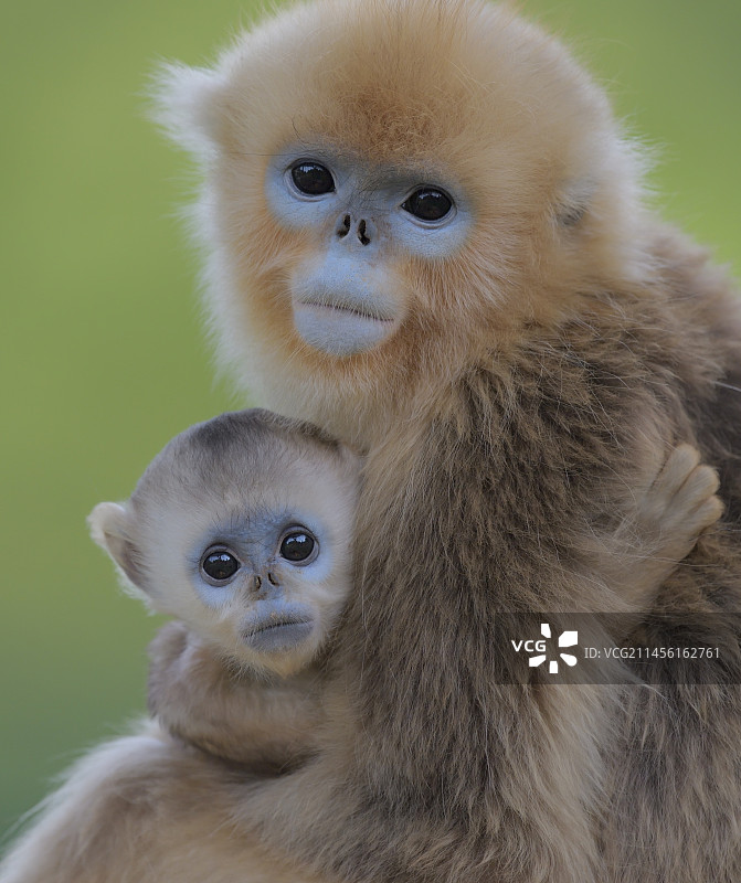 二个小川金丝猴图片素材