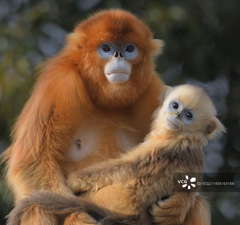 川金丝猴母子图片素材