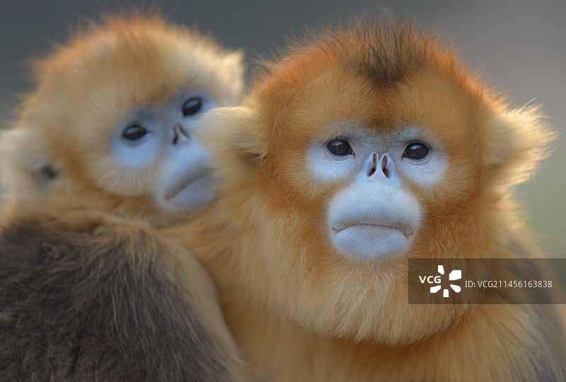 二个亚成体川金丝猴图片素材