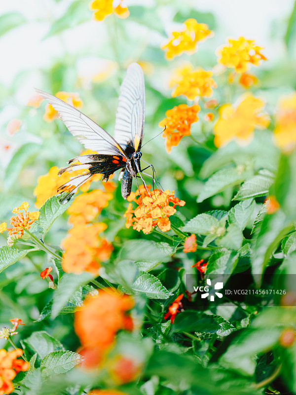 蓝凤蝶特写图片素材