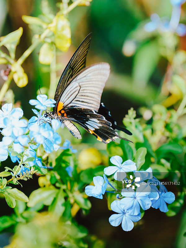蓝凤蝶特写图片素材