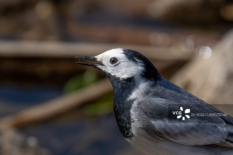 白鹡鸰图片素材
