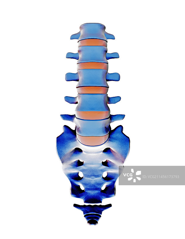 腰椎和骶骨计算机图图片素材