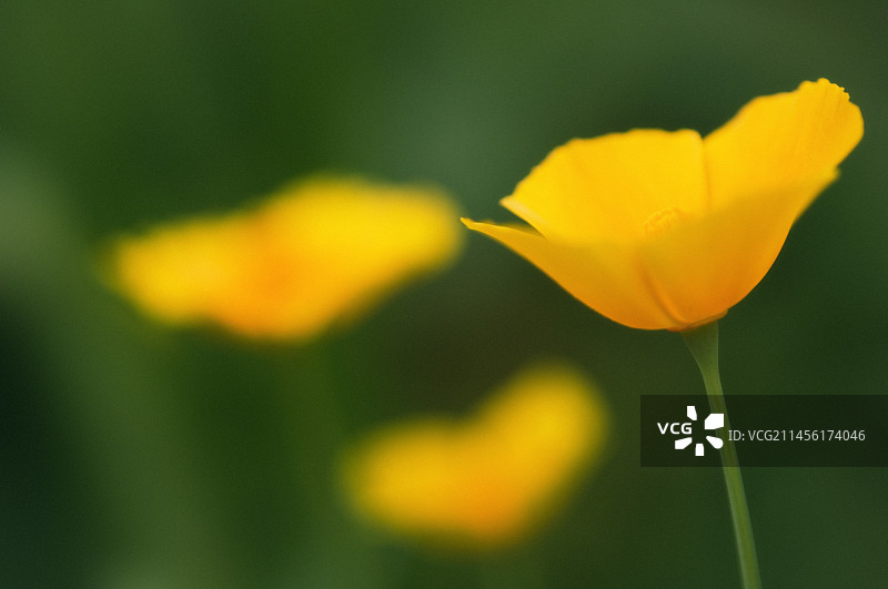 加州罂粟花图片素材