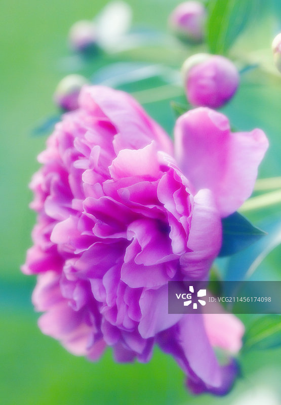 芍药（Paeonia lactiflora）图片素材