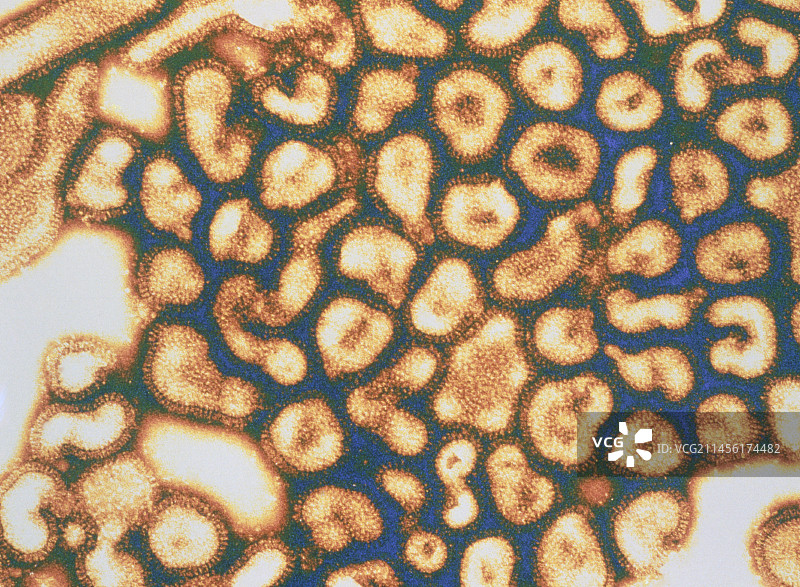 流感病毒簇的彩色透射电镜图图片素材