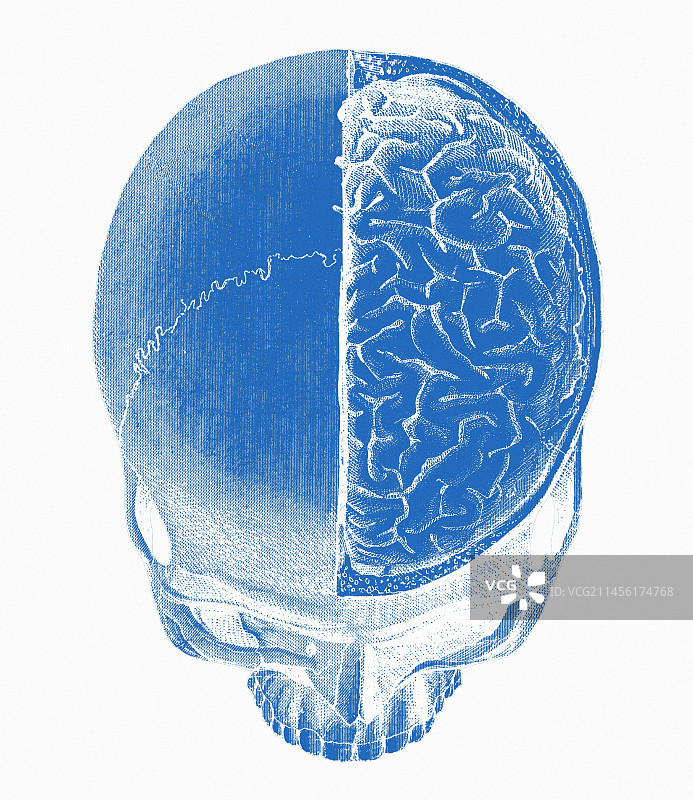 人类头骨图片素材