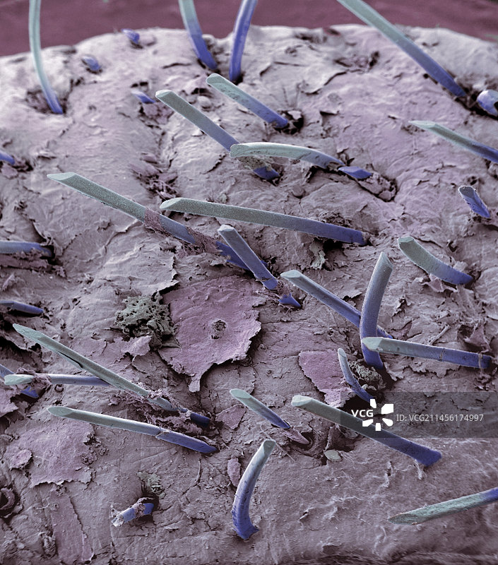 短 stubble , SEM图片素材