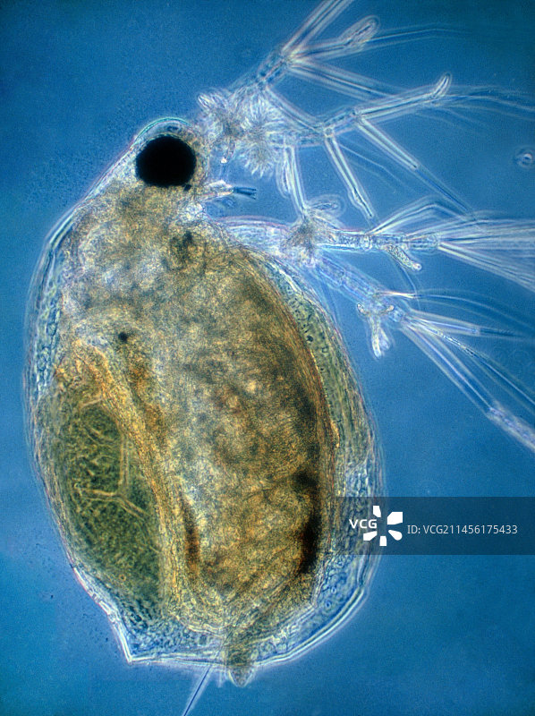 蚤状溞（Daphnia pulex）的光学显微镜图图片素材