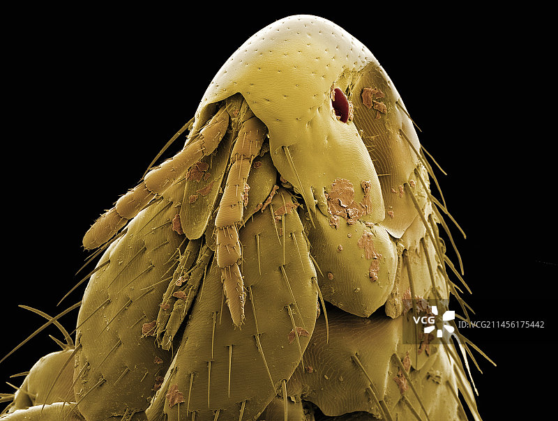 猫跳蚤头部，扫描电子显微镜图片素材