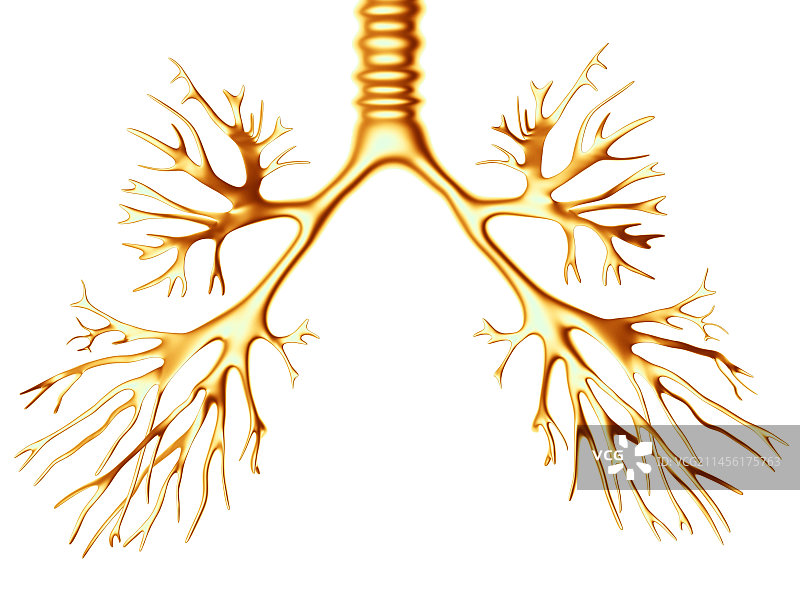 支气管树电脑绘图图片素材