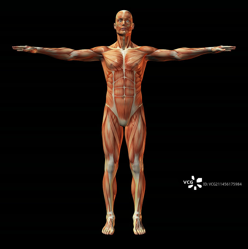 人体肌肉结构艺术作品图片素材