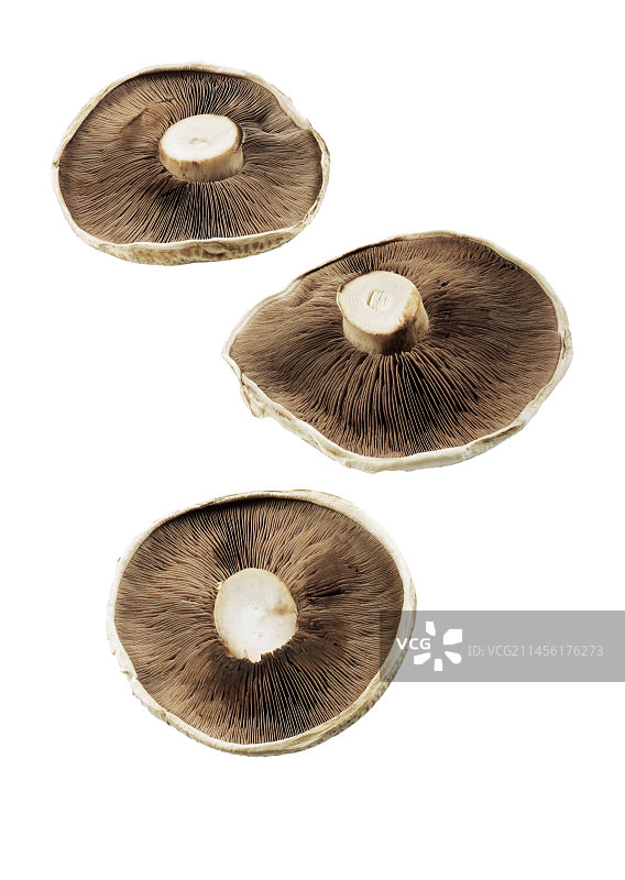 褐菇图片素材