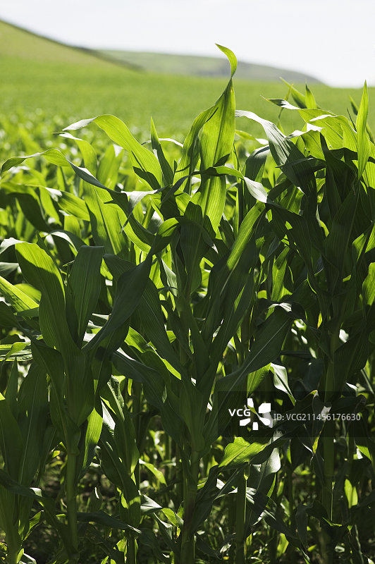 玉米图片素材