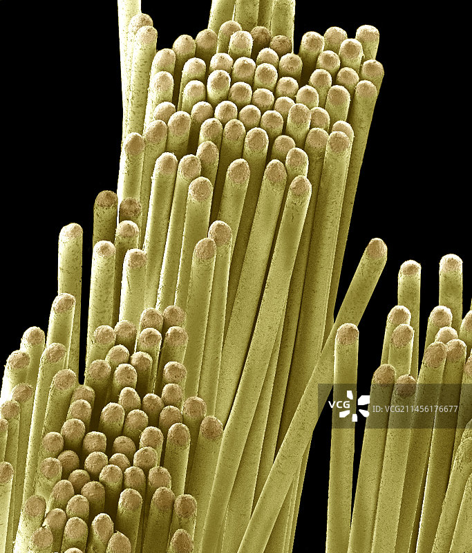 牙刷刷毛扫描电镜图图片素材
