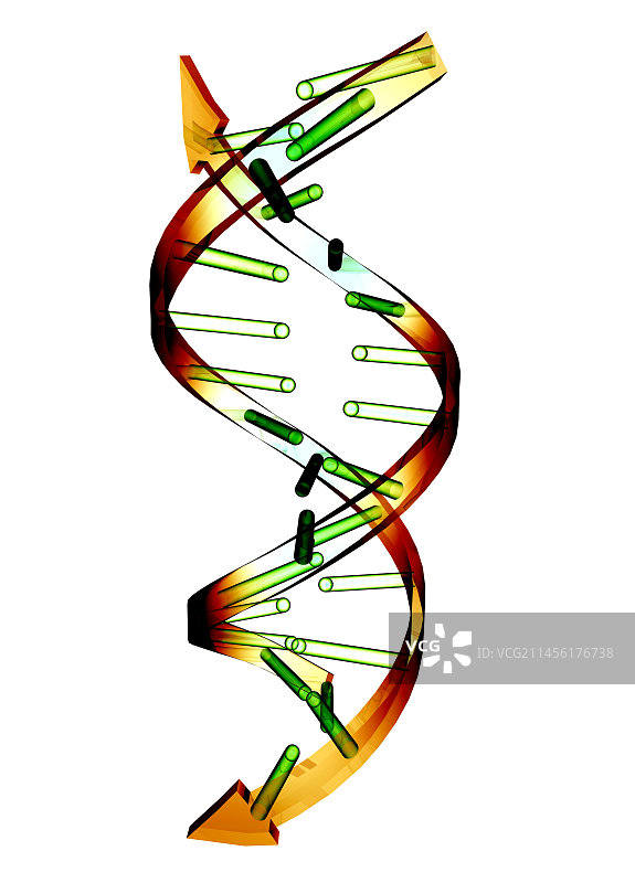 DNA分子结构图图片素材