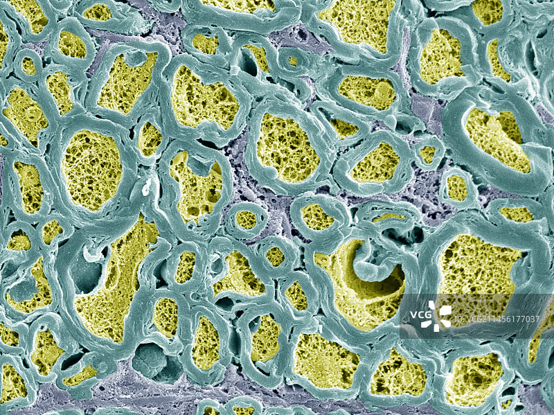 神经纤维扫描电镜照片图片素材