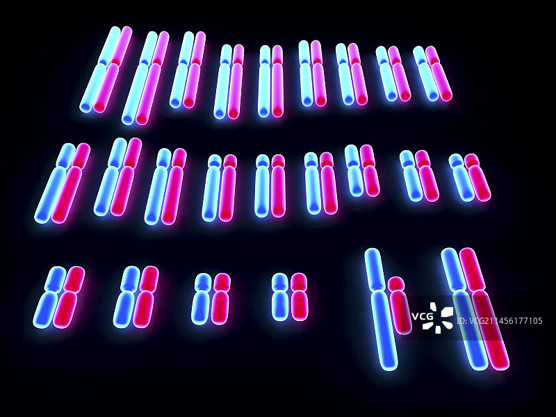 人体核型图图片素材