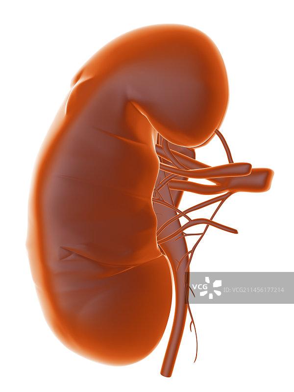 肾脏艺术作品图片素材