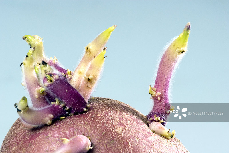 发芽的土豆图片素材