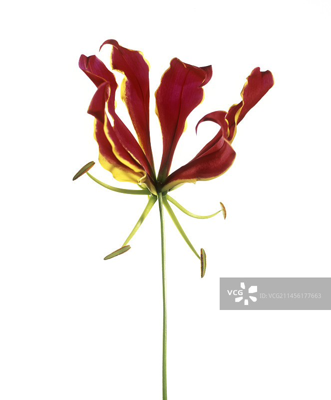 火焰百合图片素材