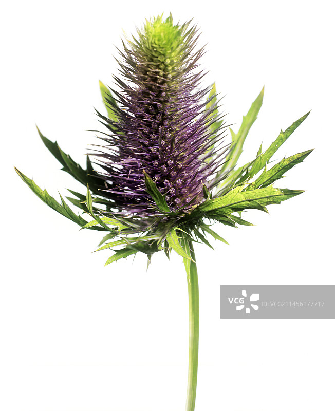 海冬青图片素材