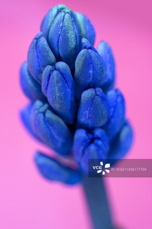 葡萄风信子图片素材